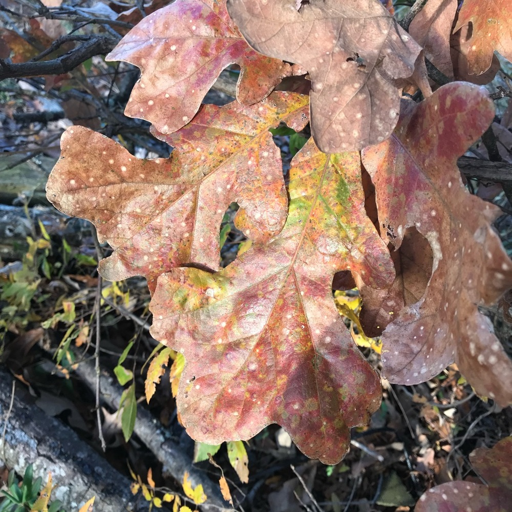 Meet your Posher, Lore